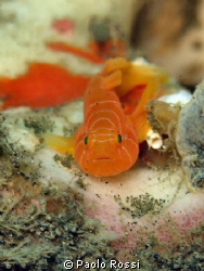small goby with eggs.... by Paolo Rossi 